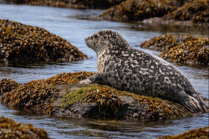 ゼニガタアザラシの画像｜磯場の岩で休む姿