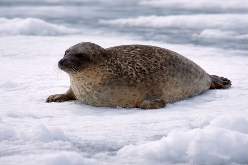 海に浮かぶ流氷の上で休むアザラシと、極寒の海の風景