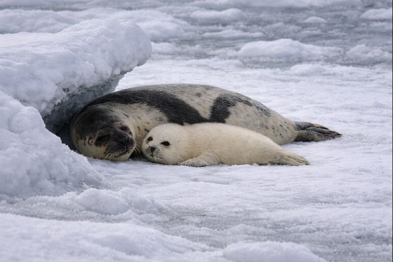 厚みのある流氷の上で休むアザラシと細かく砕けた氷が浮かぶ海面