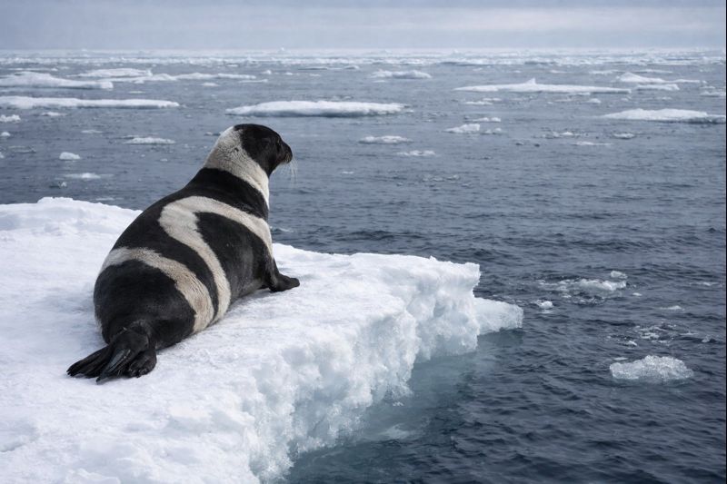 流氷の上から海を眺める、白と黒の模様がはっきりしたクラカケアザラシ