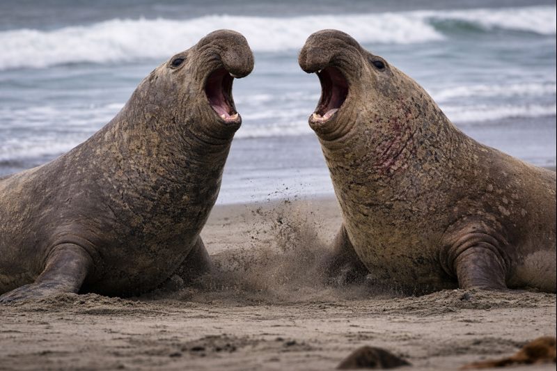 ミナミゾウアザラシの画像｜砂浜で威嚇し合う2頭【無料】