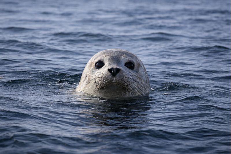 アザラシの画像｜水面から顔を出すかわいい姿【無料】