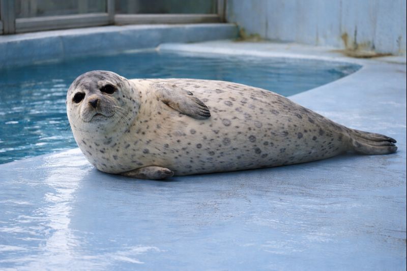 アザラシの画像｜水族館でこちらを見る姿【無料】