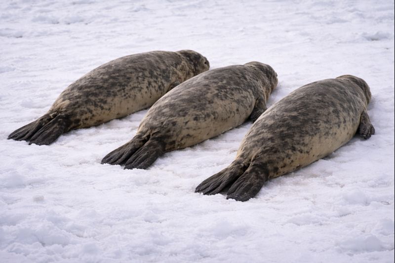 アザラシの画像｜雪上に並べられた3頭【無料】